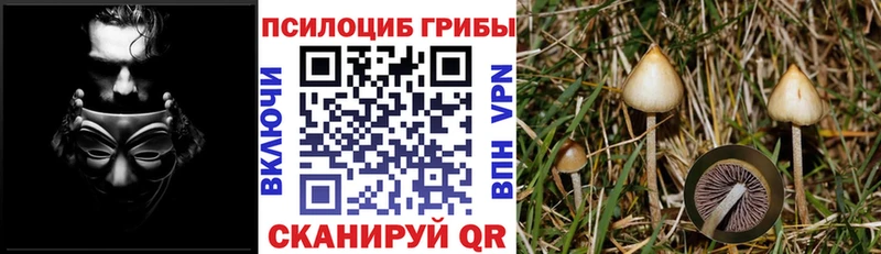 закладки  Владикавказ  Галлюциногенные грибы GOLDEN TEACHER 