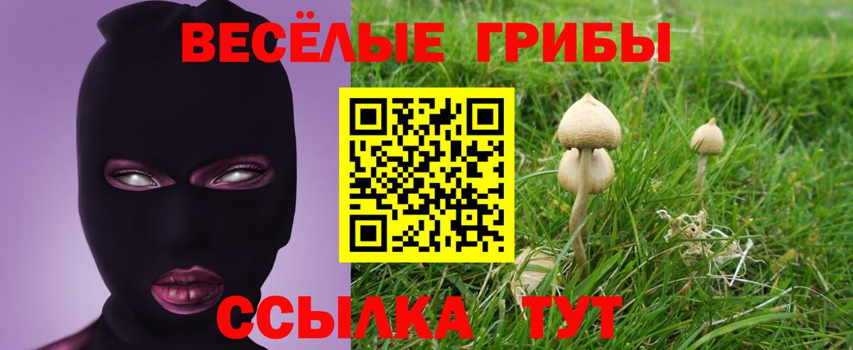 Владикавказ  Псилоцибиновые грибы Psilocybe  Вход с VPN 